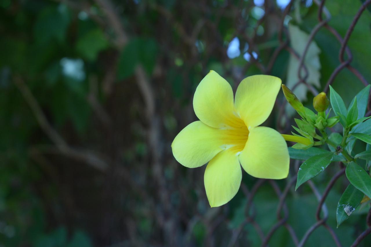 Mango Holiday Resort Kolhapur Zewnętrze zdjęcie